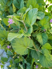 Erodium malacoides