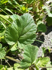 Erodium malacoides
