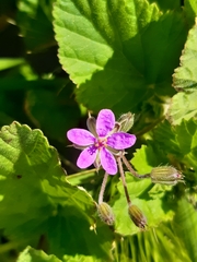Erodium malacoides