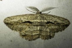 Didymoctenia exsuperata