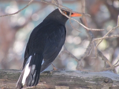 Turdus merula