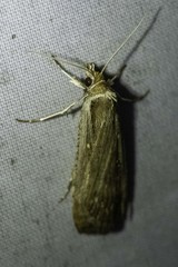 Tathorhynchus exsiccata