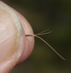 Aristida spuria