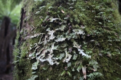 Peltigera dolichorhiza
