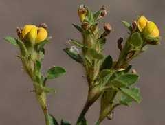 Stylosanthes viscosa