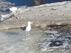Larus argentatus