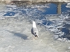 Larus argentatus
