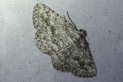 Psilosticha absorpta