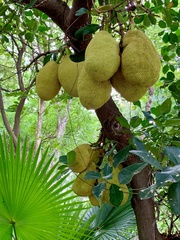 Artocarpus heterophyllus