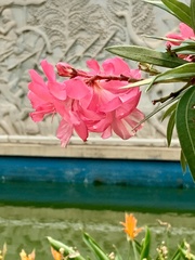 Nerium oleander