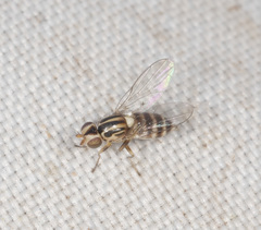 Chloromerus
