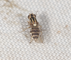 Chloromerus
