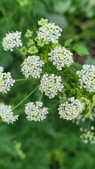 Conium maculatum