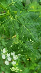 Conium maculatum