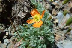 Papaver lapeyrousianum
