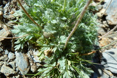 Papaver lapeyrousianum