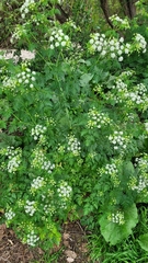 Conium maculatum