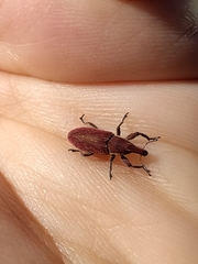 Lixus vilis