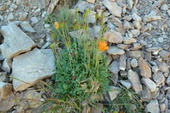 Papaver lapeyrousianum