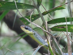 Chironius bicarinatus