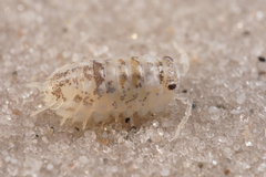 Actaecia thomsoni