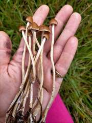 Psilocybe samuiensis