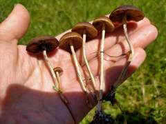 Psilocybe samuiensis