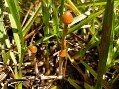 Psilocybe samuiensis