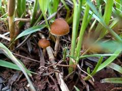 Psilocybe samuiensis