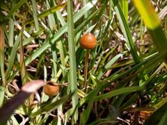 Psilocybe samuiensis