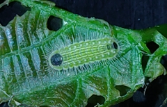 Thaduka multicaudata