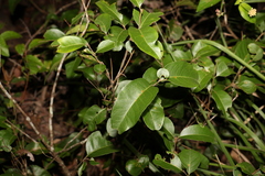 Notelaea ovata