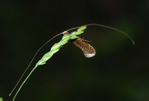 Nematopogon adansoniella