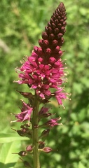 Lysimachia atropurpurea