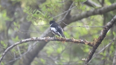 Ficedula semitorquata