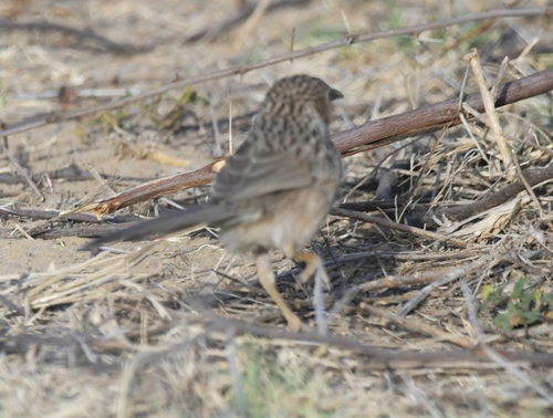 Common Babbler (Argya caudata), photo 5
