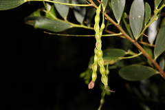 Acacia complanata