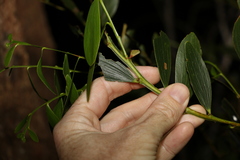 Acacia complanata
