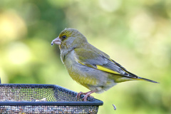 Chloris chloris