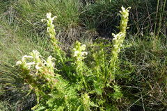 Pedicularis comosa