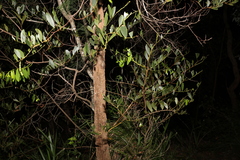 Acacia complanata
