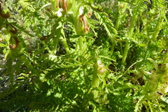 Pedicularis comosa
