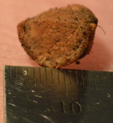 Glomeromycota