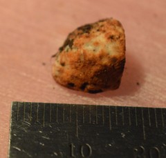 Glomeromycota