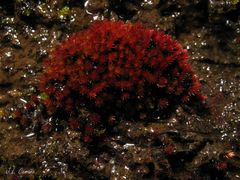 Imbribryum