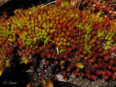 Imbribryum