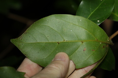 Endiandra discolor