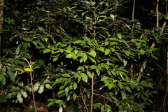 Endiandra discolor