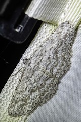 Psilosticha absorpta