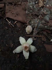 Trichilia grandifolia